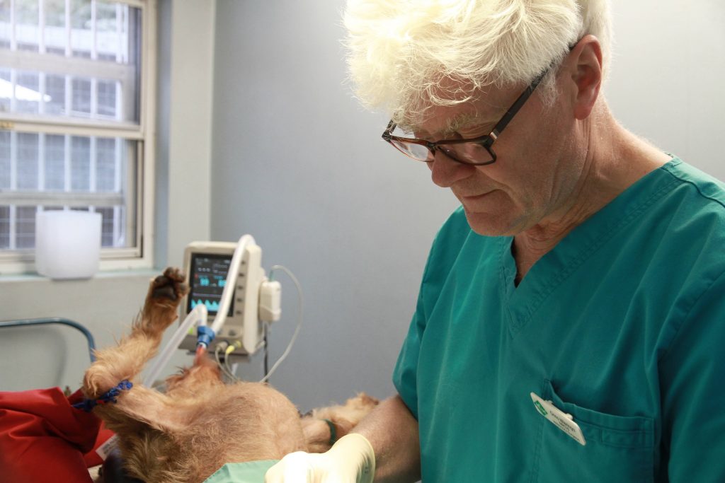 Abingdon Vets Veterinary Care Abingdon Veterinary Clinic