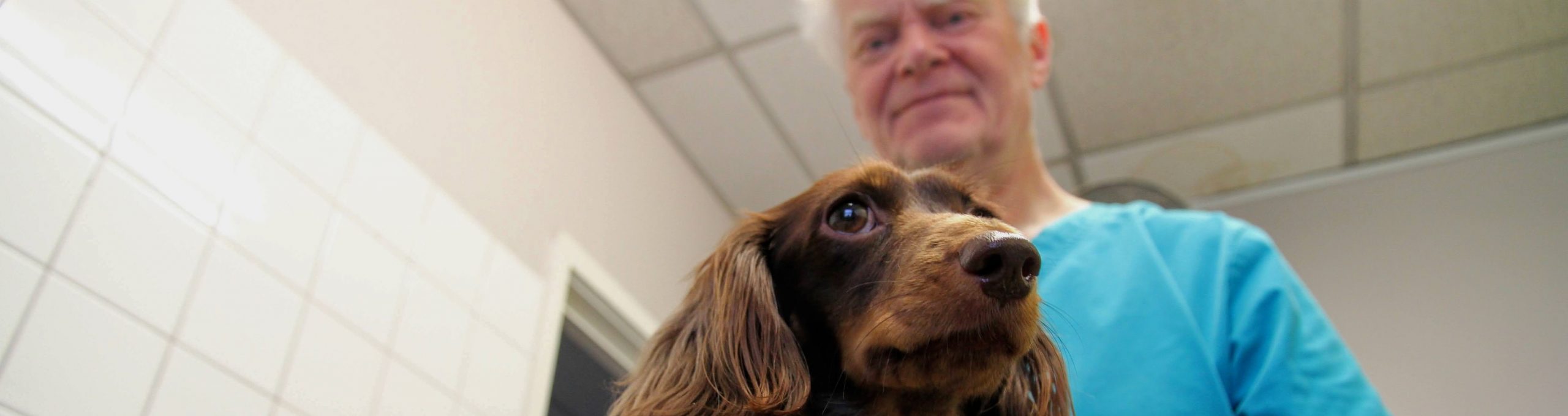 Onno's Retirement Abingdon Veterinary Clinic